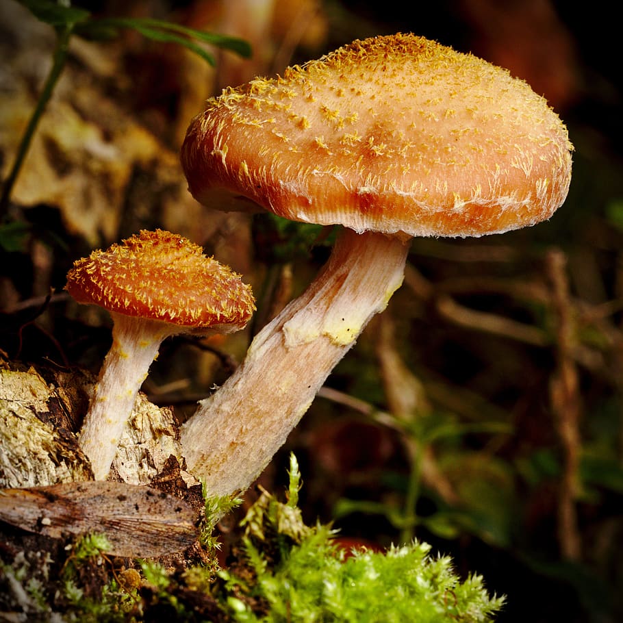 mushroom, forest, close, nature, moss, close up, fungus, vegetable HD wallpaper