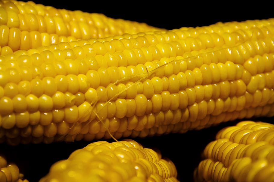 corn, vegetable, nutrition, fresh, harvest, healthy, food, raw HD wallpaper