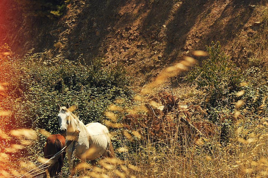 chile, animal themes, mammal, one animal, domestic animals HD wallpaper