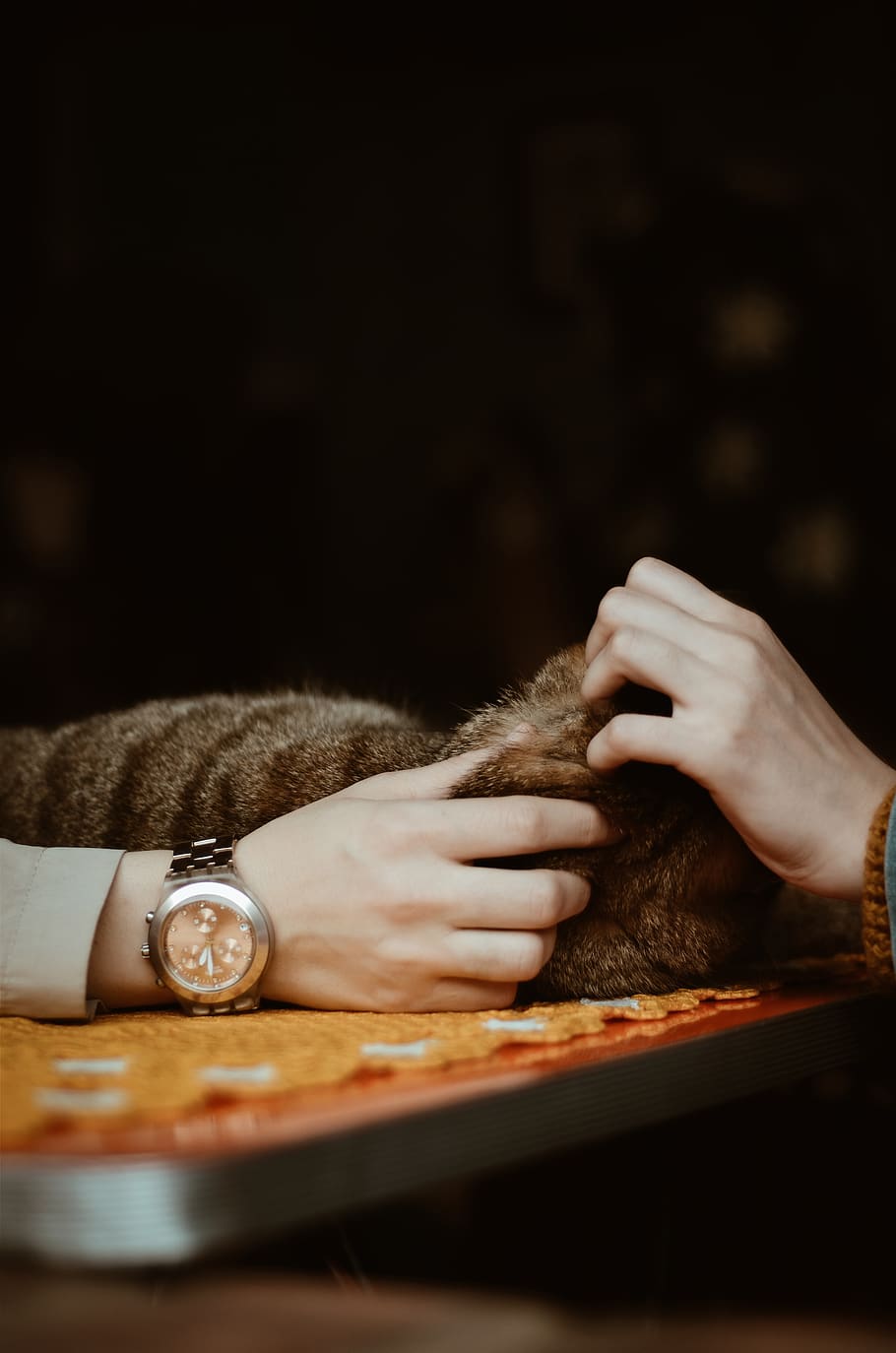 Person Holding A Cat, animal, feline, hands, pet, human hand HD wallpaper
