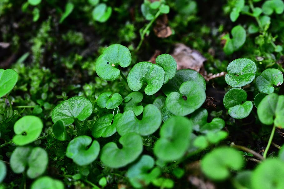 leaf, green leaf, plant, green color, growth, plant part, selective focus HD wallpaper