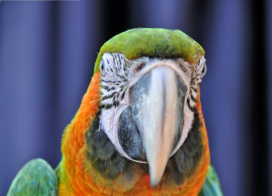 ara ararauna, parrot, bird, beak, color, animal, eyes, plumage HD wallpaper