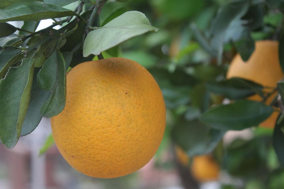 orange, fruit, tree, naranjo, healthy, vitamins, delicious HD wallpaper