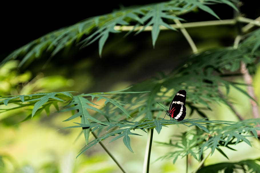 Butterfly Perched On Plant, heliconius hewitsoni, hewitson's longwing HD wallpaper