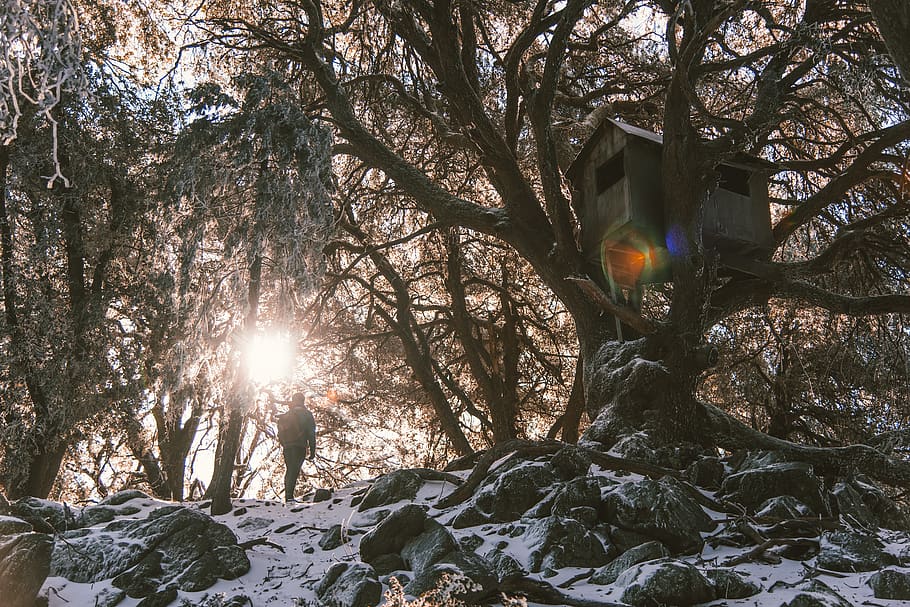 man standing under tree house, lens flare, nature, sunbeam, plant HD wallpaper