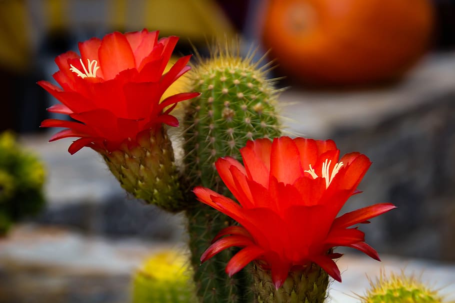 flower, cactus, red, nature, flowering plant, freshness, close-up HD wallpaper
