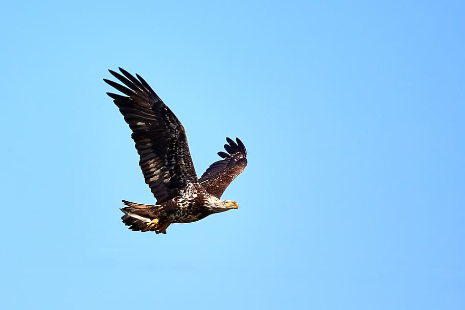 bald eagle, juvenile, soaring, predator, flight, bif, bird HD wallpaper