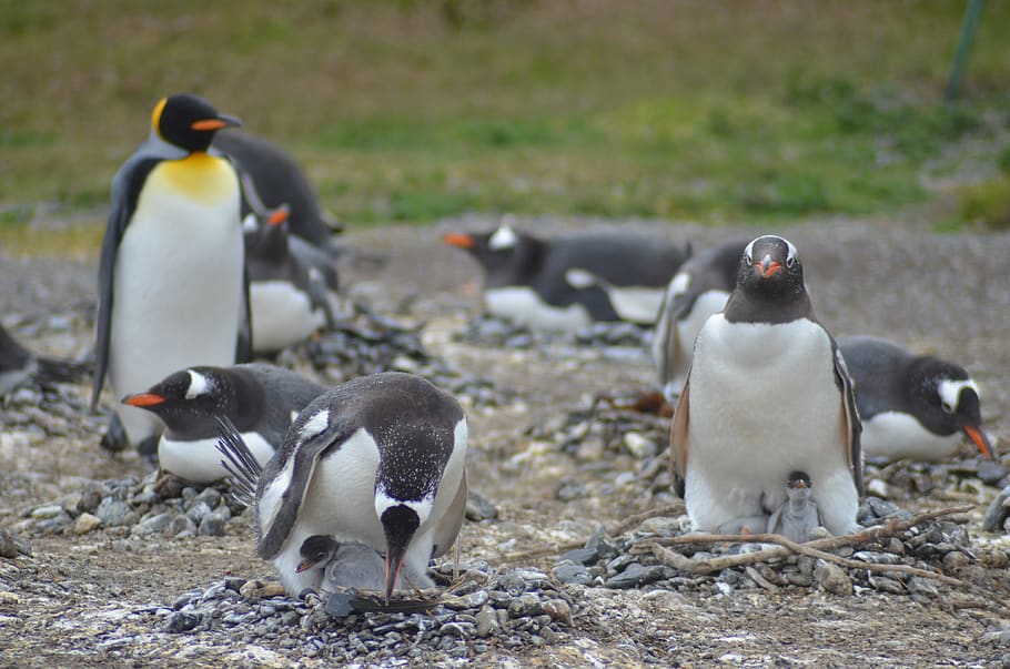penguins standing on soil ground, group of animals, bird, animal themes HD wallpaper