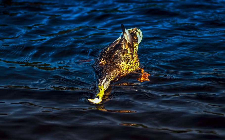 duck, river, summer, birds, nature, water, one animal, animal themes HD wallpaper