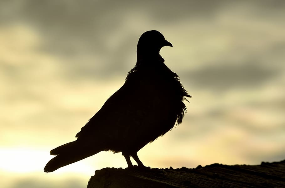 brazil, cariacica, bird, animal, one animal, vertebrate, animal themes HD wallpaper