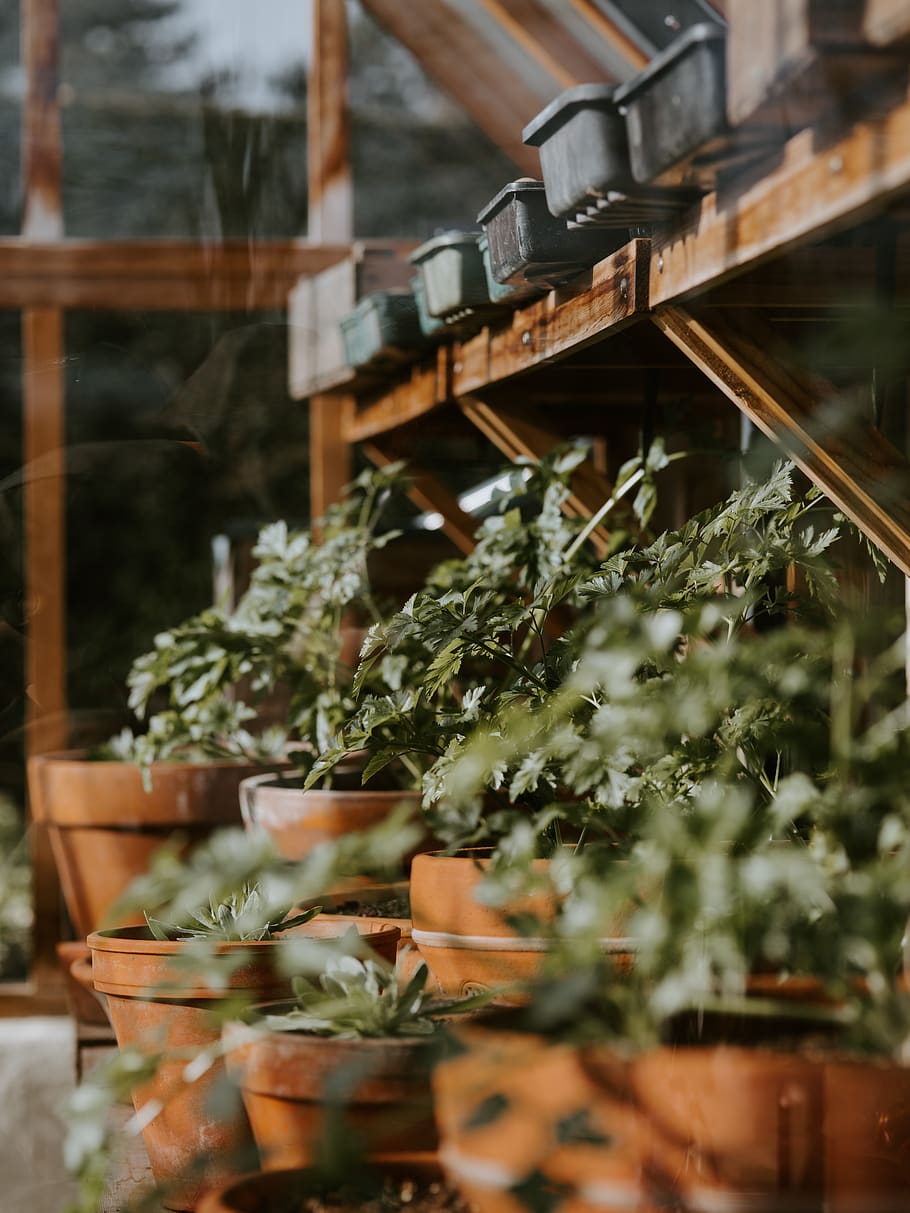 green-leafed plants in brown pots, potted plant, selective focus HD wallpaper