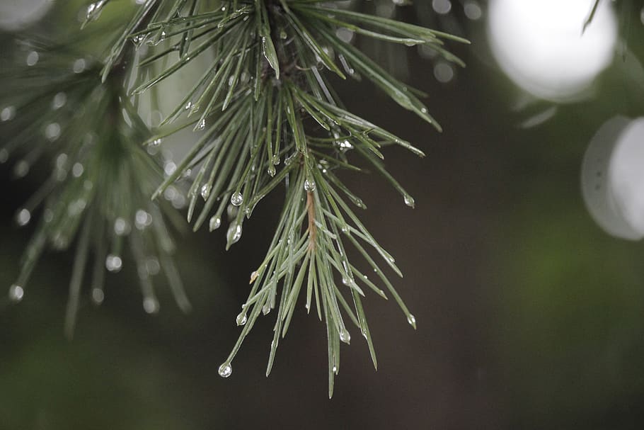 rain, plant, bookeh, tree, green color, nature, pine tree, focus on foreground HD wallpaper