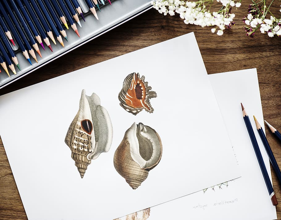 Brown and Red Conch Shell Drawing on White Paper Beside Three Pencils, HD wallpaper