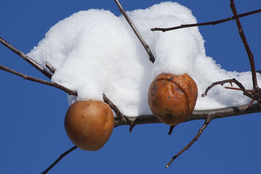 fruit, food, nut, nature, snow, ice, winter, frozen, cold, cold temperature HD wallpaper