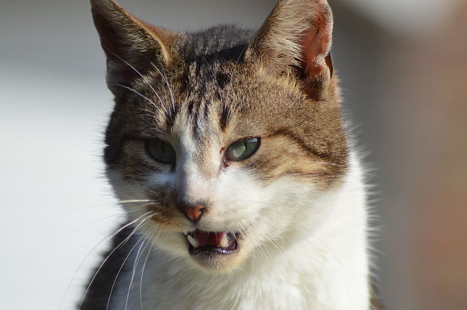 cat, tooth, predator, carnivores, head, mammals, portrait, eyes HD wallpaper