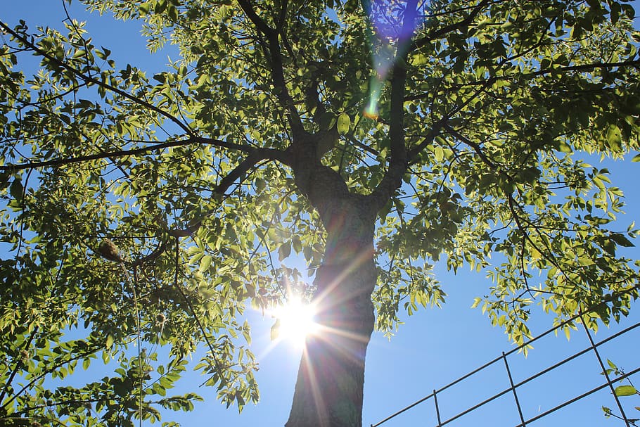 summer, sunlight, farm, tree, low angle view, plant, sky, nature HD wallpaper