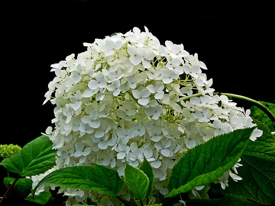hydrangea, white, flower, garden, nature, summer, closeup, blooming HD wallpaper