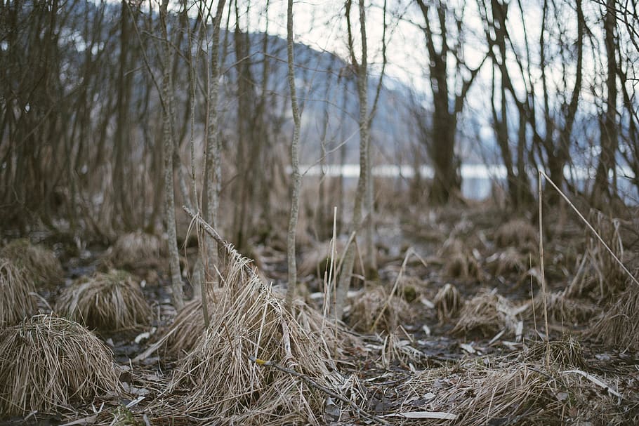 austria, zell am see, ground, trees, bush, lake, winter, grass, HD wallpaper