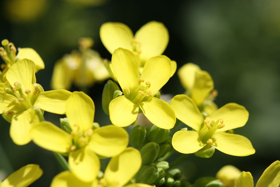 yellow, flower, flora, vegetable, bok choi, macro, growth, plant HD wallpaper