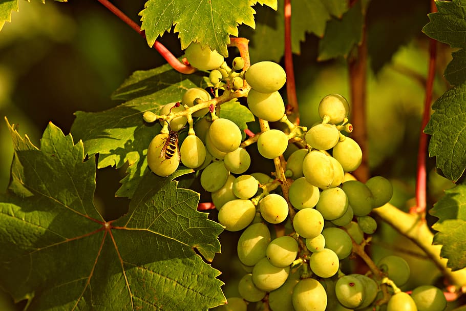 grapes, bunch, vine, foliage, fruit, wine, fresh, food, drink, HD wallpaper