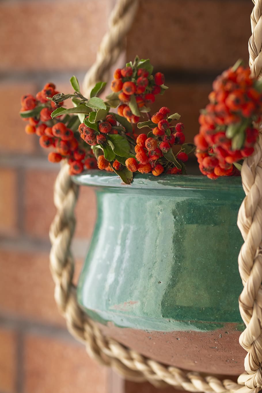 red flowers in pot, flowering plant, close-up, freshness, focus on foreground HD wallpaper