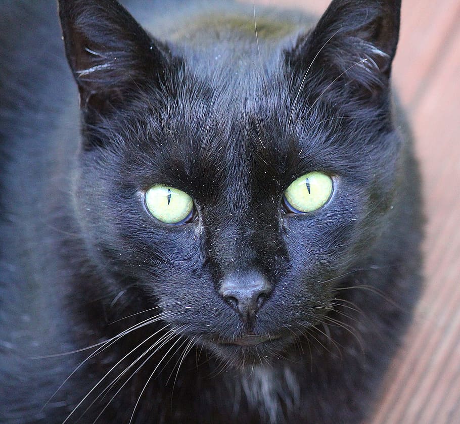 cat, black, animal, wild, nature, pet, loyal, friend, mammal HD wallpaper