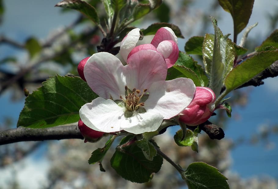 tree, flower, apple, branch, nature, plant, flowering plant HD wallpaper