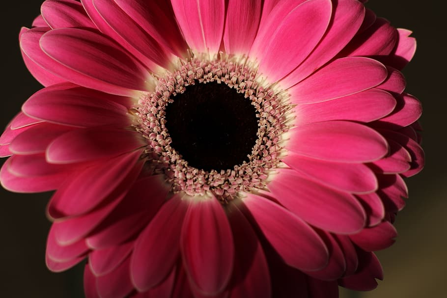 flower, gerbera, bloom, pink, petals, romantic, flowering plant HD wallpaper