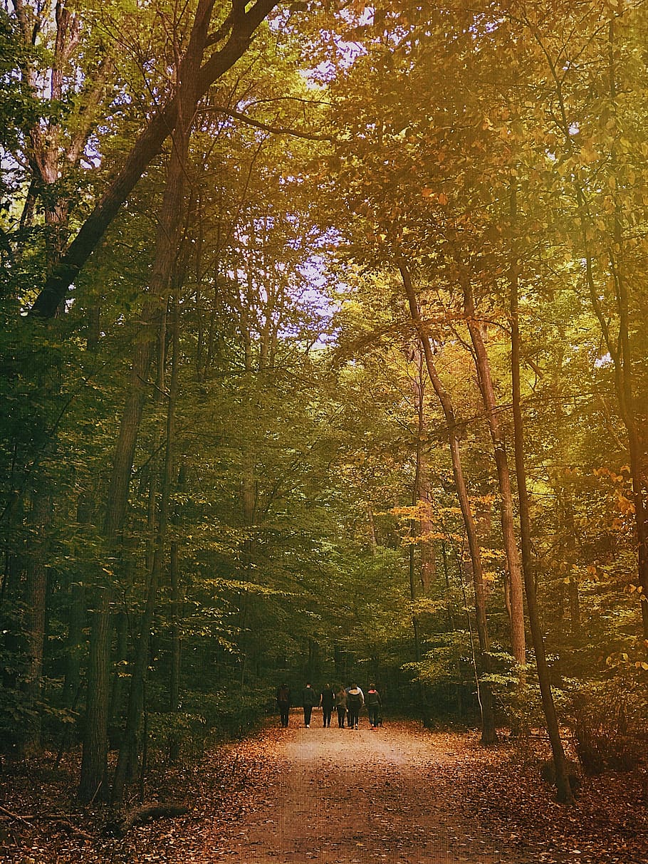 tree, plant, forest, land, autumn, nature, beauty in nature HD wallpaper