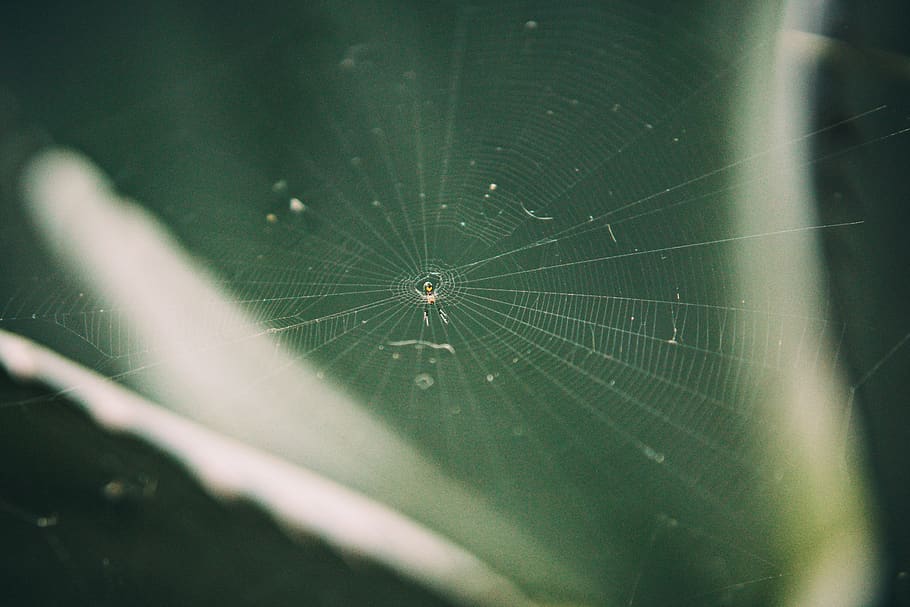 spider, web, heart, green, spider web, fragility, animal themes HD wallpaper