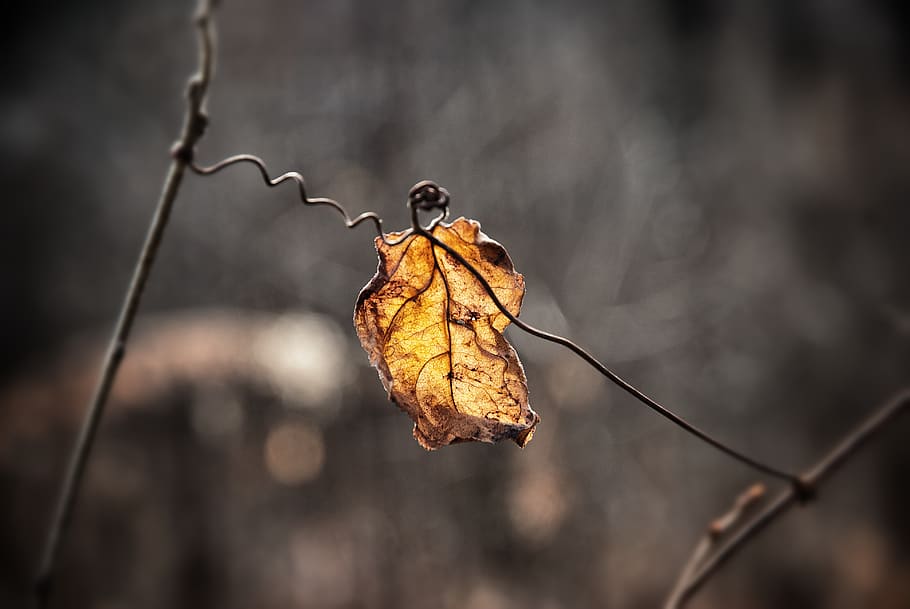 united states, bloomington, fall, leaf, minnesota, bokeh, decay HD wallpaper