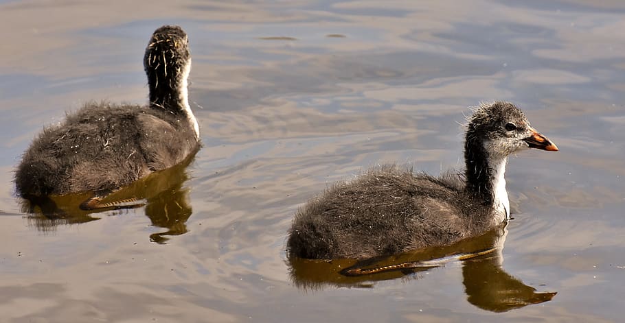 coots, chicks, waters, nature, waterfowl, young, plumage, swim HD wallpaper