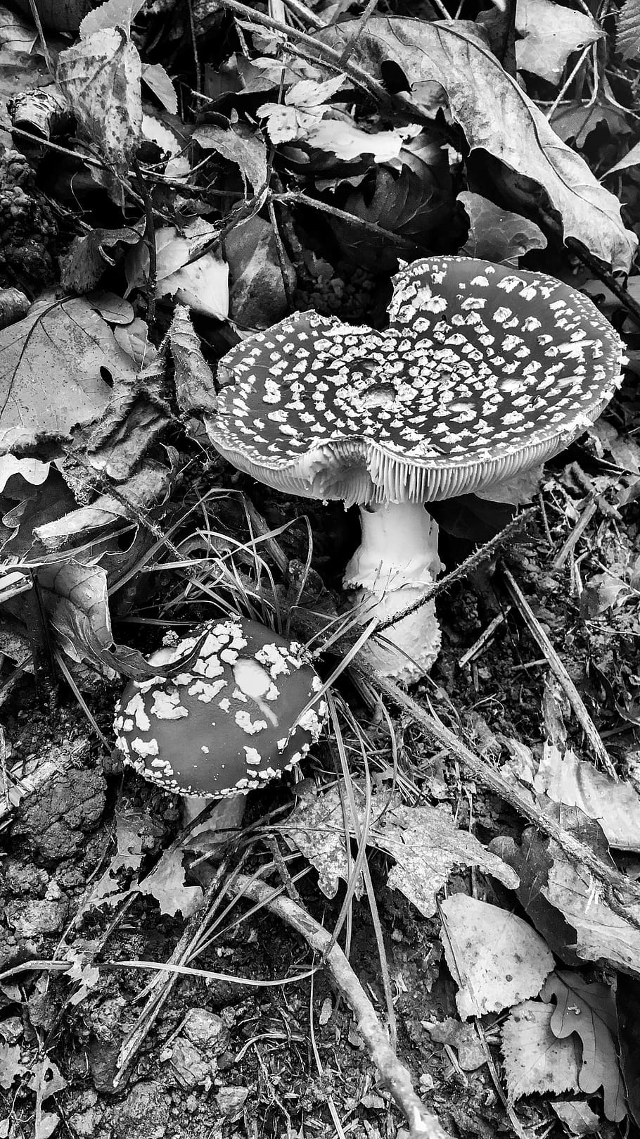 amanites, bandw, black and white, champignon, contrast, contraste