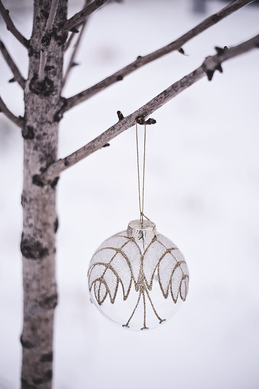 white Christmas bauble, animal, bird, plant, tree, lamp, abies, HD wallpaper