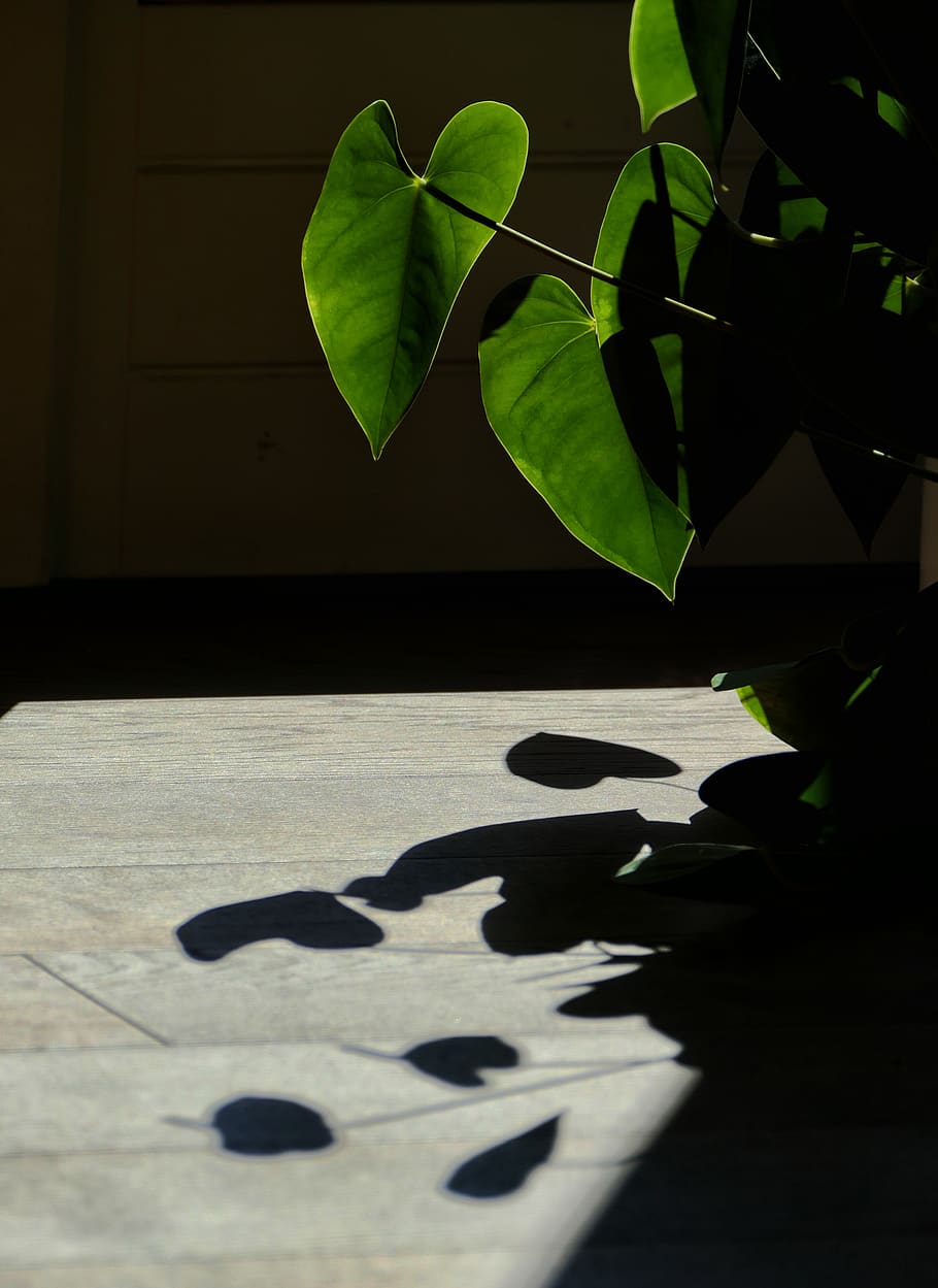 leafs, green, shadow, light, plant part, sunlight, nature, no people HD wallpaper