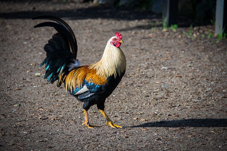 white rooster standing on ground, chicken - bird, animal themes HD wallpaper