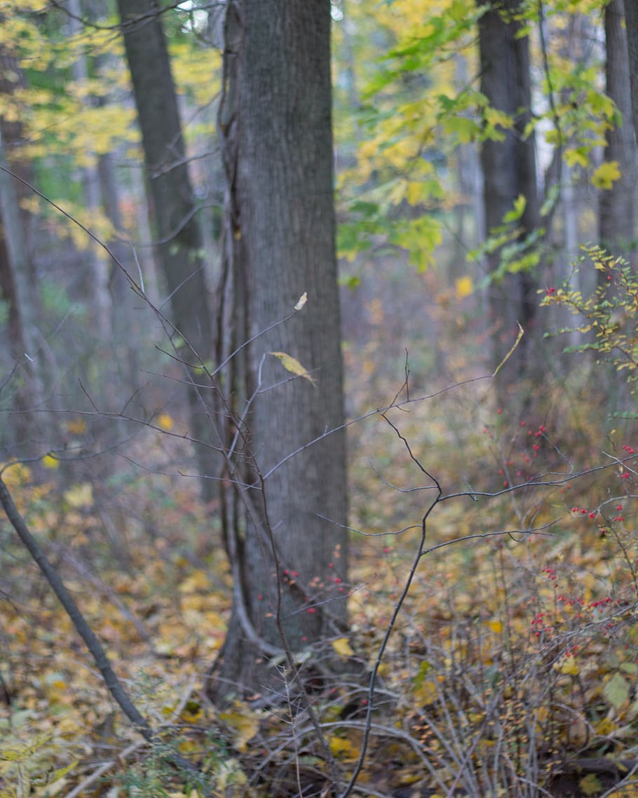 bark, tree, yellow, autumn, color, forest, land, plant, trunk HD wallpaper