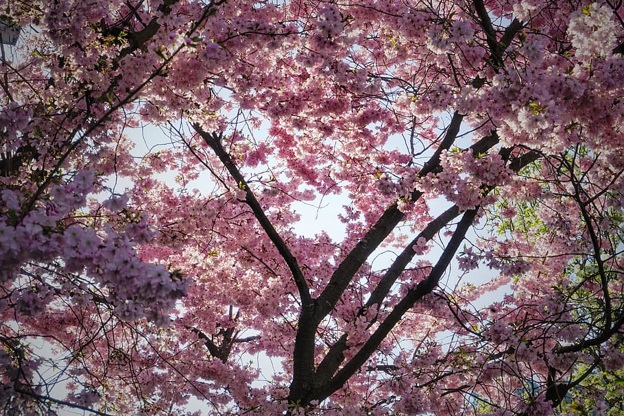 pink cherry blossom, plant, flower, the spring wonder: the firhst cherry blossoms HD wallpaper