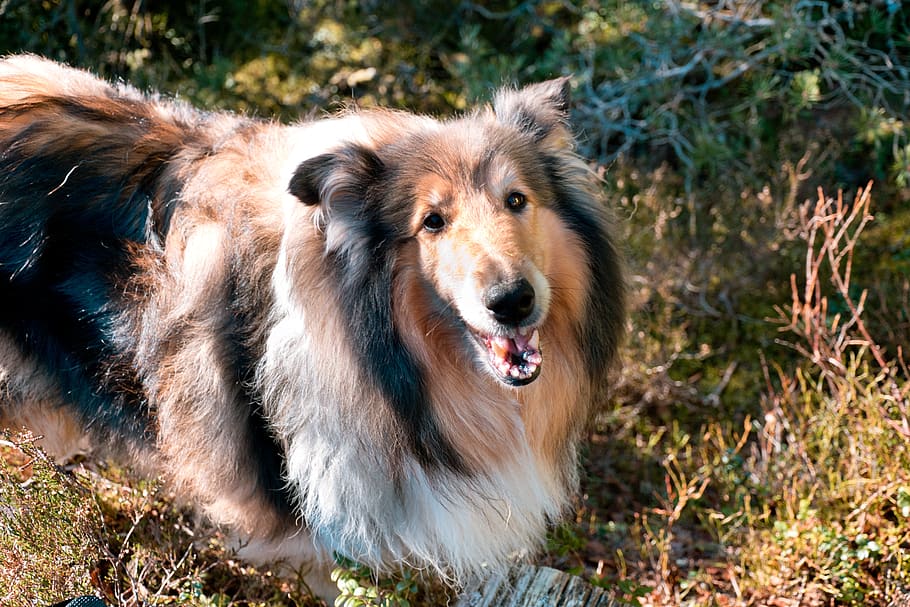 dog, smiling, winter, cold, smile, pet, happy, portrait, cute HD wallpaper