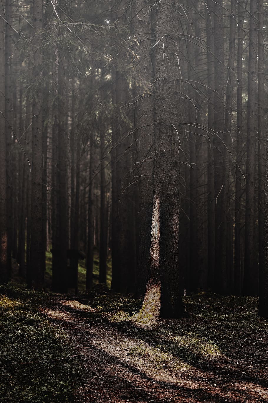 gray trees in bloom, sunlight, shadow, eerie, horror, spooky HD wallpaper