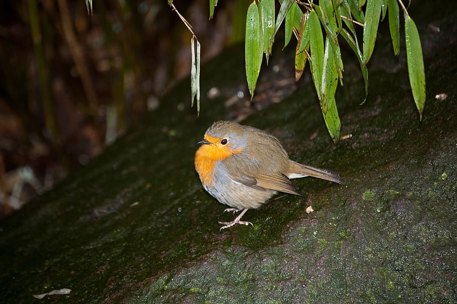 robin, bird, nature, forest, birds, animals, animal wildlife HD wallpaper