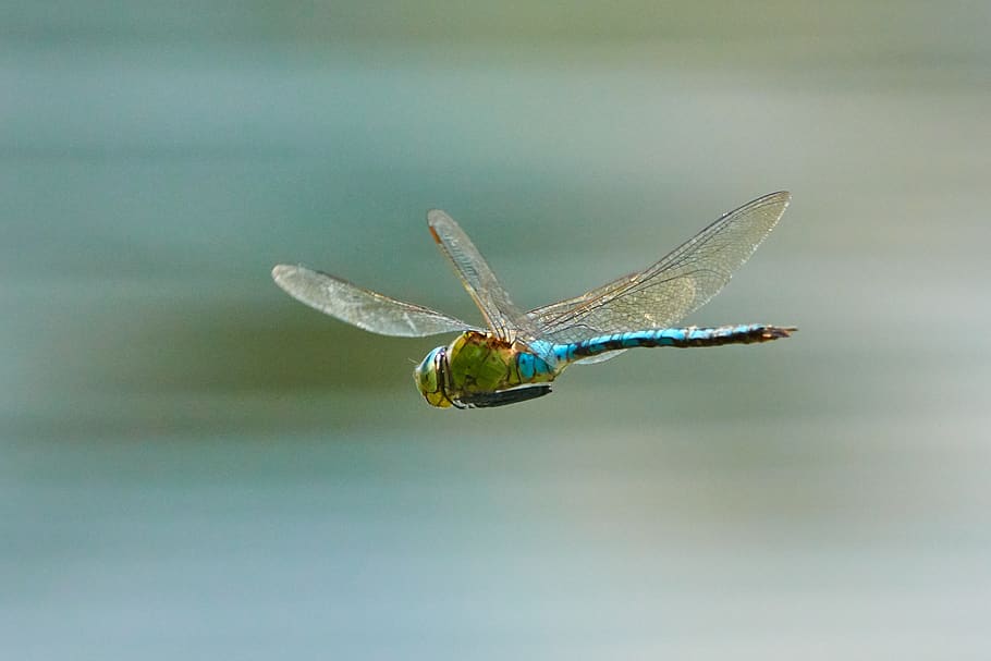 dragonfly, flying, wing, macro, summer, close up, flight insect HD wallpaper