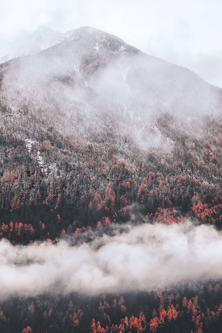 green forest covered with fog, mountain, ridge, cloud, cloudy HD wallpaper