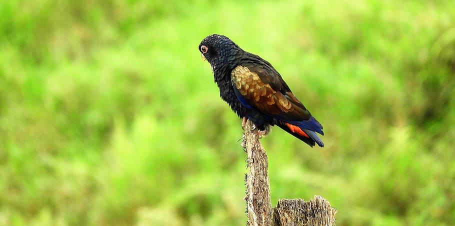 nature, ave, bird, parrot, colombia, one animal, animal wildlife HD wallpaper