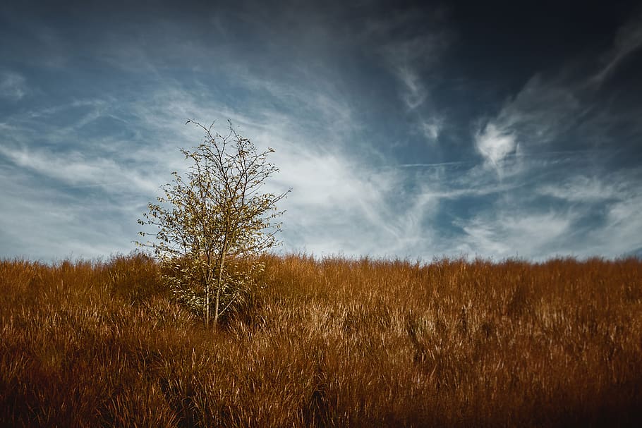tree, lonely, landscape, mood, sunset, dramatic, atmospheric HD wallpaper