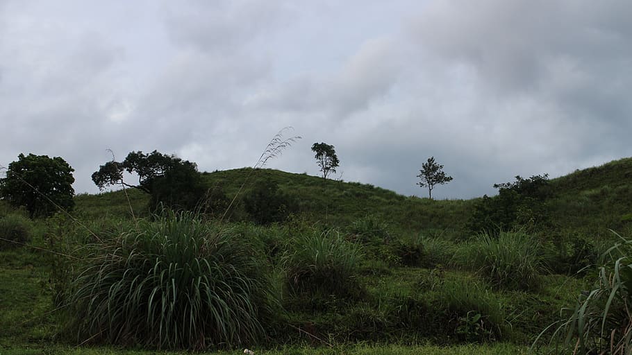 india, wayanad, cloudy, plant, tree, cloud - sky, tranquil scene HD wallpaper