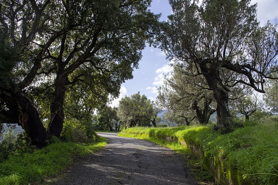 plant, tree, road, direction, the way forward, growth, nature HD wallpaper