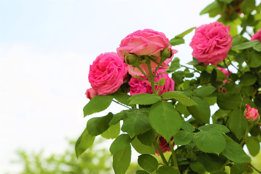 roses, spring, nature, tree, branch, flower, pink, garden, love HD wallpaper