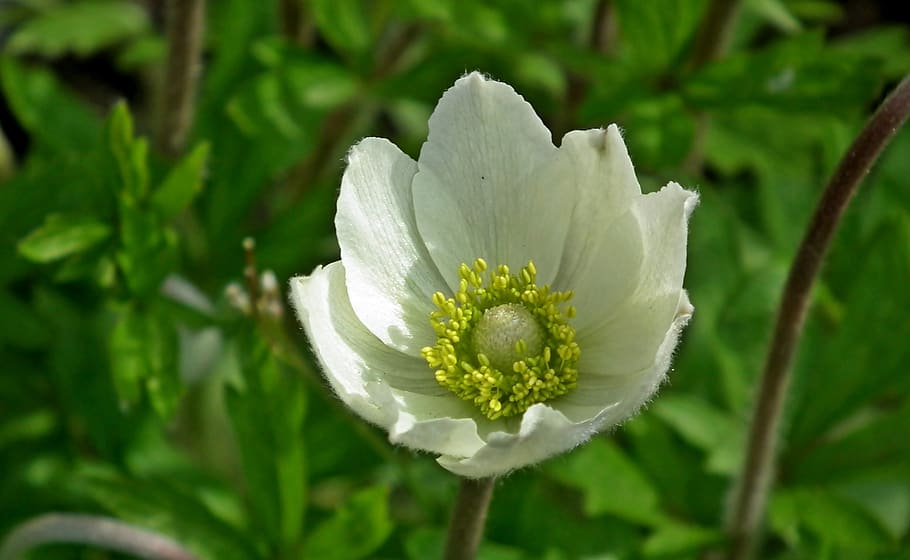 flower, spring, white, nature, summer, garden, blooming, closeup HD wallpaper