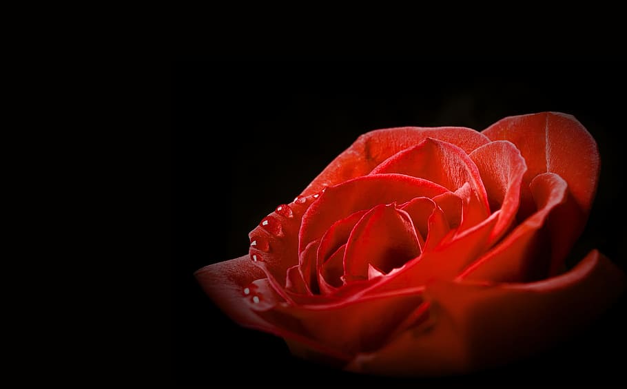 black, rose, red, background, closeup, isolated, nobody, petal HD wallpaper